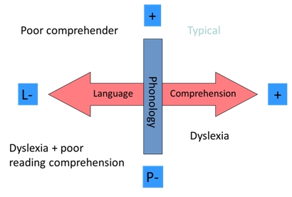 Diagram of phonological and linguistic ability
